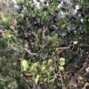 Luma (Chilean Myrtle Berry)