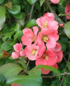 Old Homestead Flowering Quince