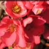 Pink Lady Flowering Quince