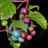 Variegated Porcelain Berry