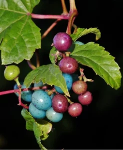 Variegated Porcelain Berry