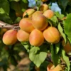 Puget Gold Apricot