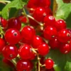 Tatran Red Currant