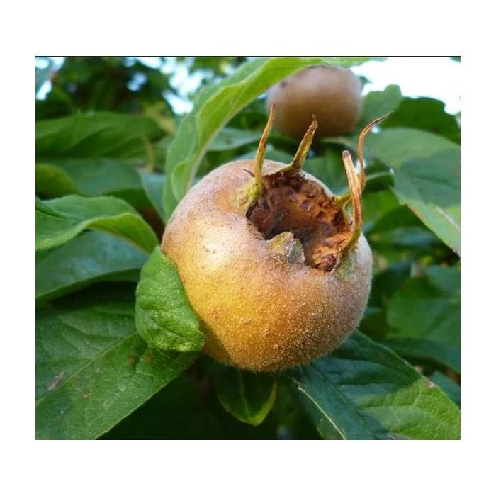 Royal Medlar