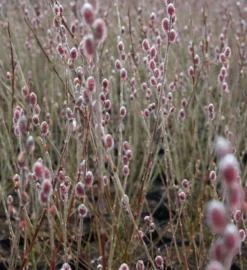 Mt. Asama Pink Willow