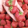 Seascape Strawberry Bundle (3 Packs)