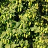 Willamette Hops