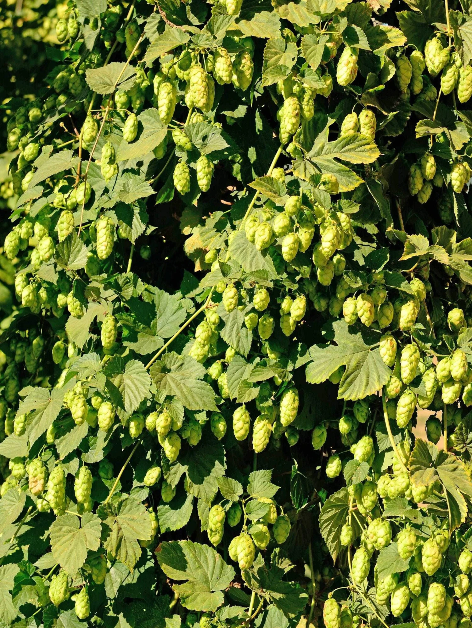 Willamette Hops