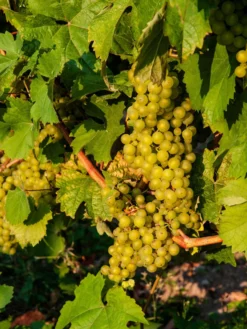 Madeleine Angevine Grape