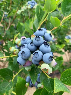 Jersey Blueberry
