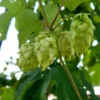 Centennial Hops