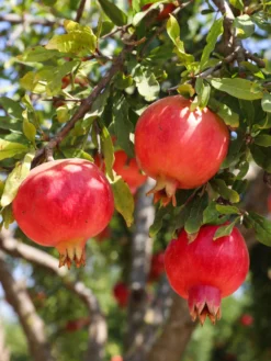 Crimson Sky™ Pomegranate