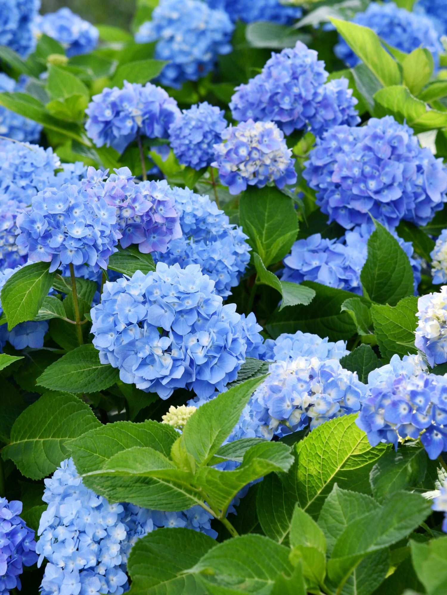 Forever Blue Hydrangea - Image 2