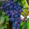 Campbell's Early Grape