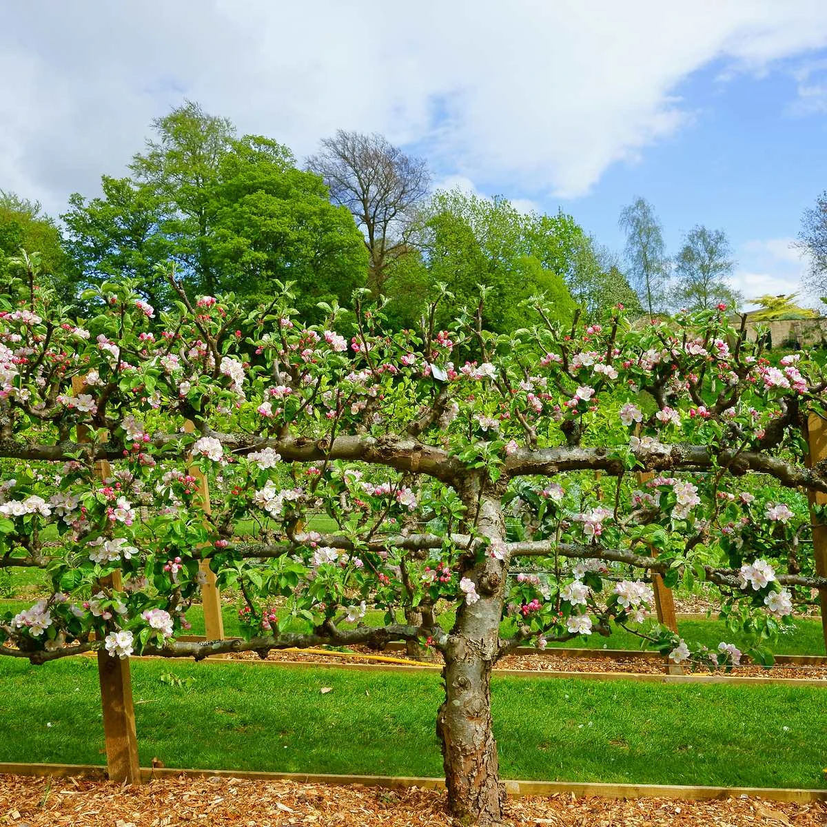2 Tier Apple Espalier Combo Tree (2 Varieties)