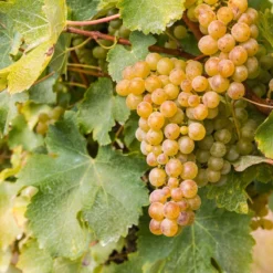 Sauvignon Blanc Grape