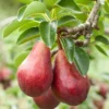 Red Clapps European Pear