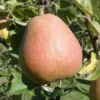 Suij European Pear