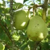 Duchesse D'Angouleme European Pear