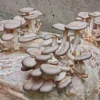 Oyster Mushroom Kit