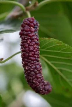 Pakistan Fruiting Mulberry