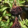 Ranch Elderberry