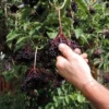Samdal Elderberry