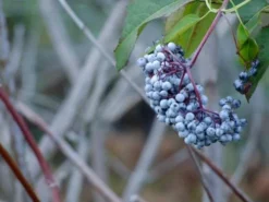 Blue Elderberry