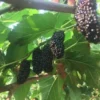Illinois Everbearing Mulberry