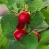 Nanking Cherry