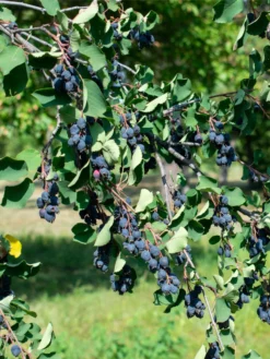Smokey Serviceberry