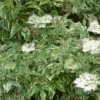 Variegated Elderberry