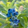 Blueray Blueberry