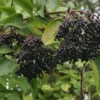 Nova Elderberry