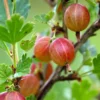 Jahn's Prairie Gooseberry