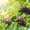 Haschberg Elderberry