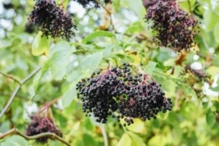 Korsor Elderberry
