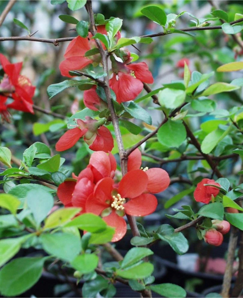 Victory Flowering Quince