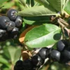 Nero Aronia