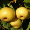 Kikisui Asian Pear