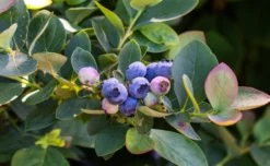 Bushel And Berry® Silver Dollar® Blueberry