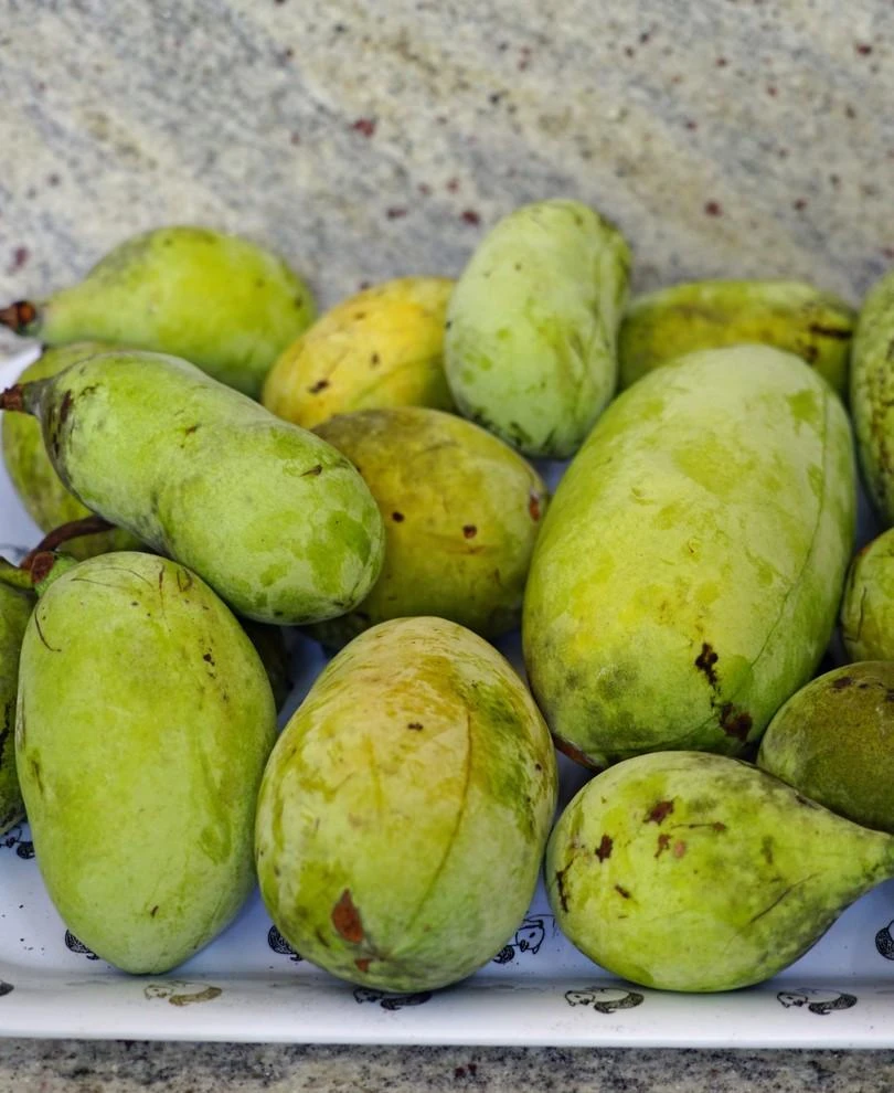 Susquehanna® Paw Paw