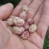Sweet Lavender Mulberry