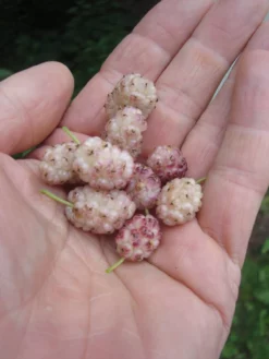 Sweet Lavender Mulberry