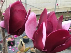 Tinkerbelle Magnolia