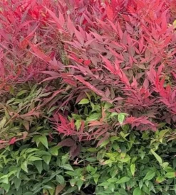 Alpha Tuscan Flame Heavenly Bamboo