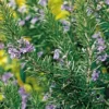 Tuscan Blue Rosemary