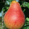 Combo European Pear Tree (4 Varieties)