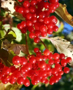 Ukraine Highbush Cranberry