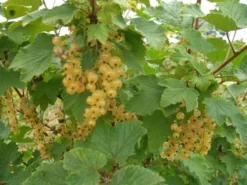 White Imperial White Currant